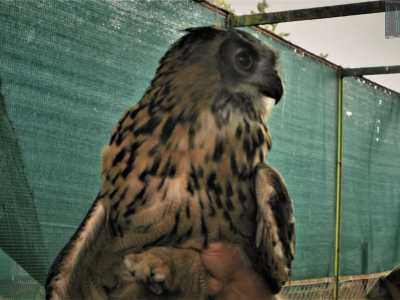...� una femmina e l�uomo la tiene in braccio: lui le parla e lei lo ascolta con i suoi occhietti vispi di rapace